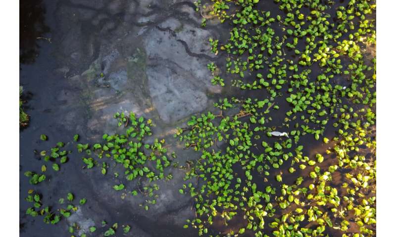 Alligator tracks can be seen in the among the wetland plants