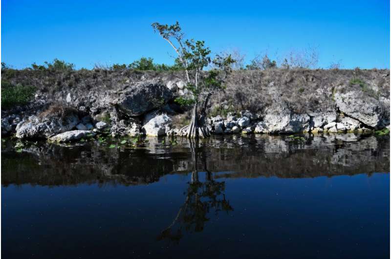 Water marks are seen on the trees in the Everglades. Water marks are seen on the trees in the Everglades