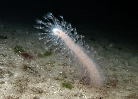 Getty Images A photograph of a sea pen on the ocean floor. The sea pen is pinkish-white with many translucent hair-like protrusions. 
