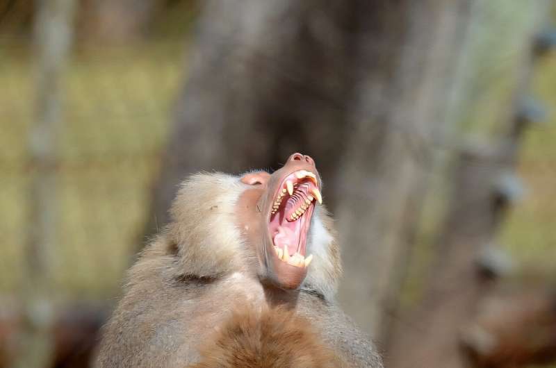 Baboons are one of the species in which male dominance is particularly clear, the researchers found. Baboons are one of the species in which male dominance is particularly clear, the researchers found