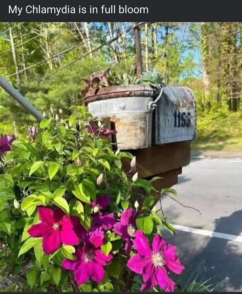 Mailbox surrounded by vibrant flowers, caption humorously reads: "My Chlamydia is in full bloom."