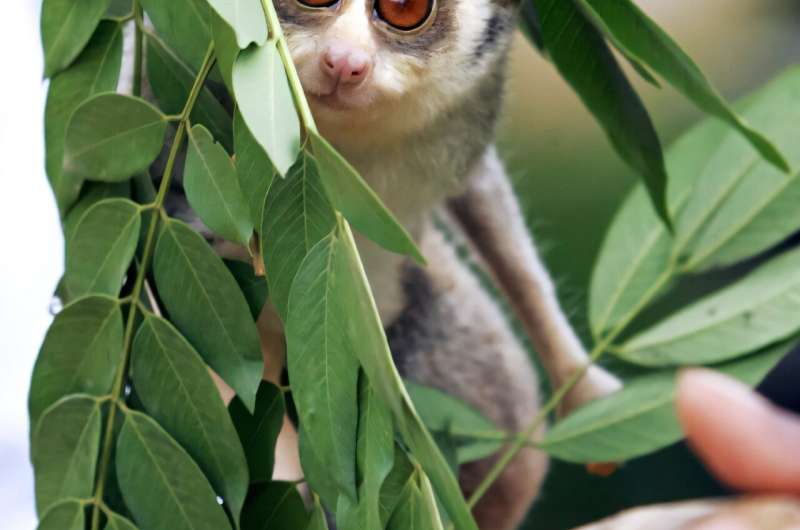 Females are the alphas among the slender loris. Females are the alphas among the slender loris