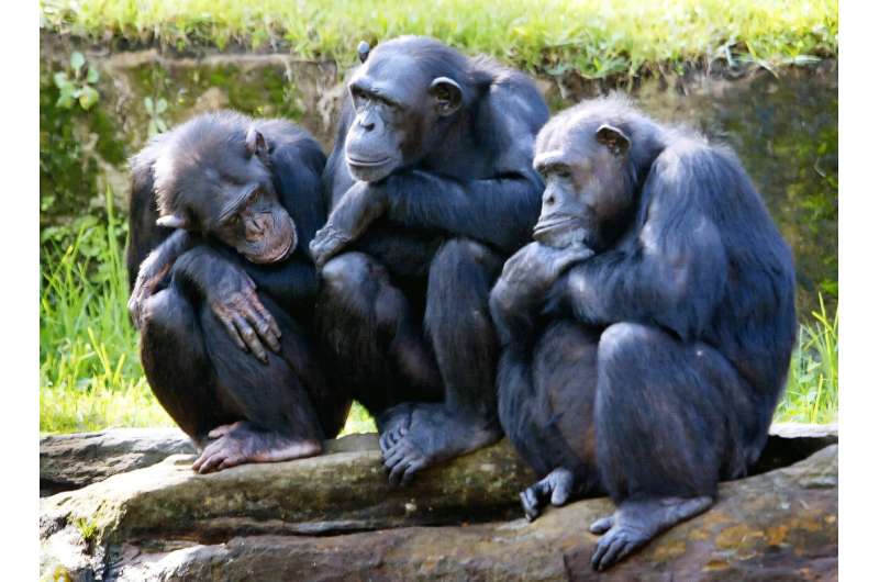 Three female chimpanzees, which are one of the primates in which males dominate. Three female chimpanzees, which are one of the primates in which males dominate
