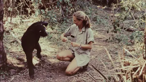 Getty Images A still of Dame Jane observing a chimpanzee up close in a forest