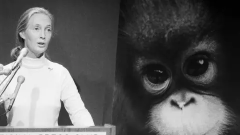 Getty Images A black and white picture of Dr Goodall speaking at a lectern in front of a large picture of a baby chimpanzee's face
