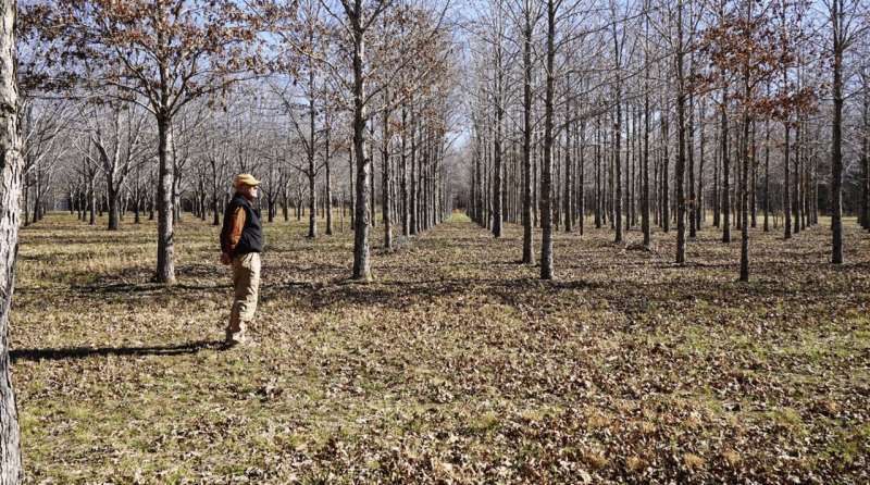 Allan Houston, pictured, research professor in the School of Natural Resources, co-manages the Margaret Finley Shackelford Orchard Complex along with Scott Schlarbaum, director of the UT Tree Improvement Program. Credit: Tate Cronin Decoding the White Oak Genome