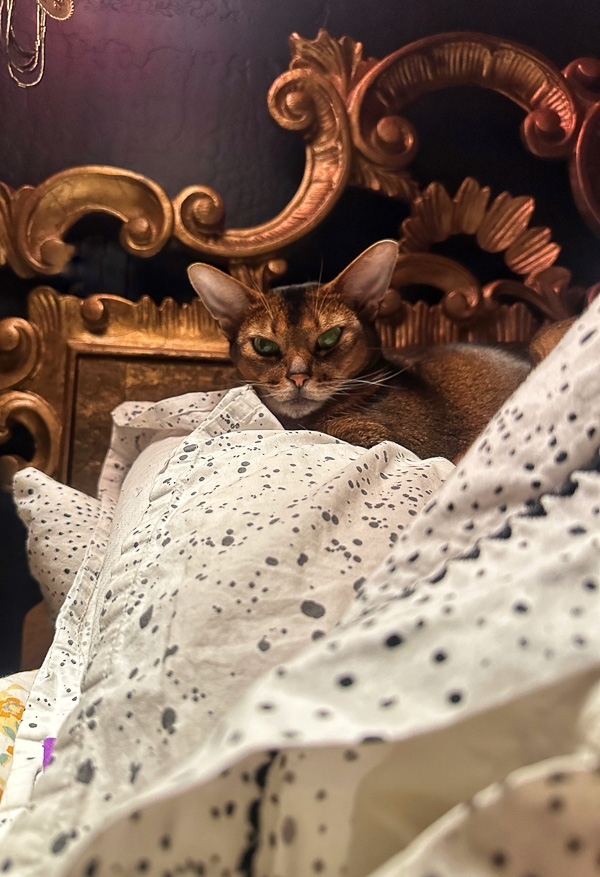 My Everyday Life Week 43 of 2025- Tracy Benjamin of Shutterbean.com